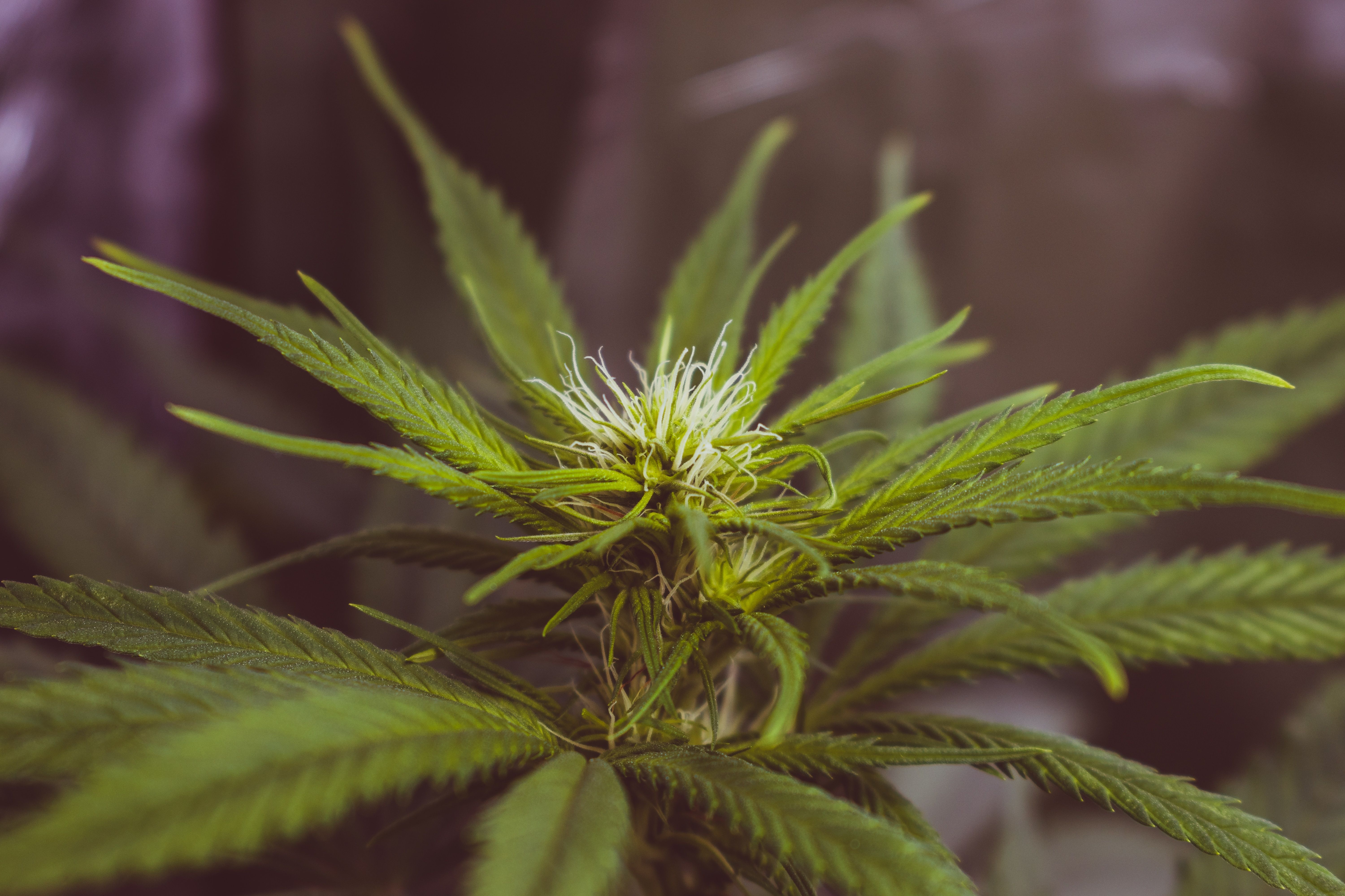 „Cannabis-Geldsegen für die AHV“